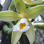Monotheme Vanilla Blossom 100ml